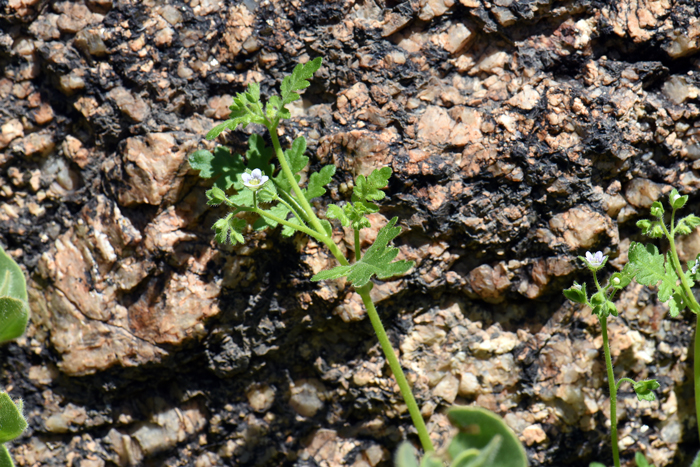 Dainty Desert Hideseed grows up to 12 inches or so with slender delicate stems that grows among adjacent plants and nearby structure for support. Eucrypta micrantha 